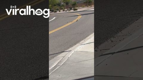 Quail Crossing || ViralHog