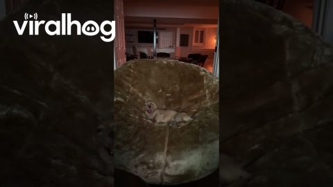 Massive Bean Bag Made for Tiny King || ViralHog