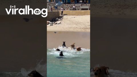 Playful Dogs Interact With a Sea Lion on the Beach || ViralHog
