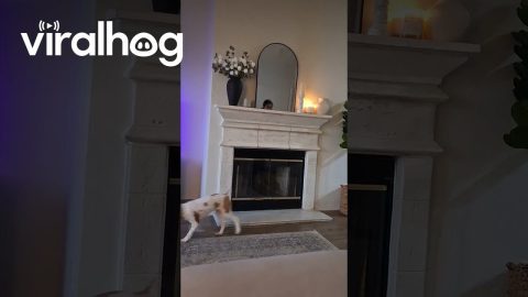 Never Put Dog Toys On The Mantle || ViralHog