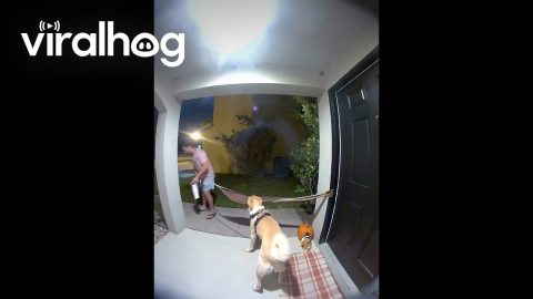 Dog Tries to Bring Huge Stick Inside || ViralHog