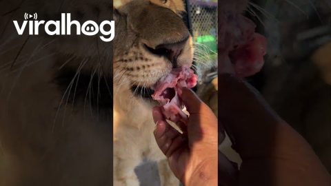 Feeding a Lion By Hand || ViralHog