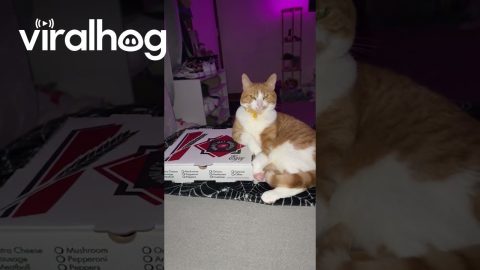 Italian Cat Protecting the Pizza || ViralHog