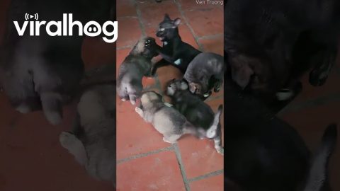 Four Puppies Play With a Cat || ViralHog