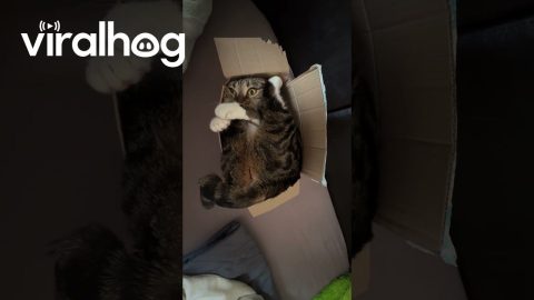 Cat Squeezed Into Tiny Cardboard Box || ViralHog