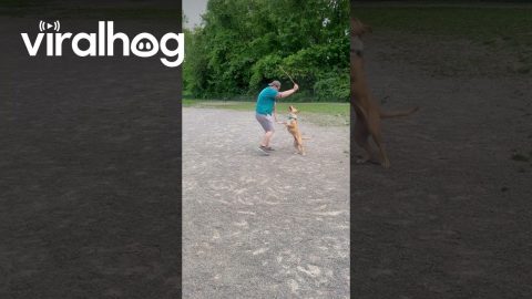 Pitbull Loves to Swing || ViralHog