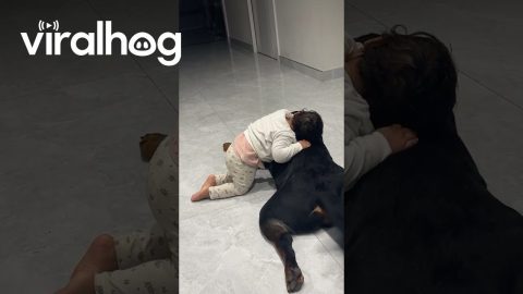 Daughter and Rottweiler Share an Adorable Bond || ViralHog