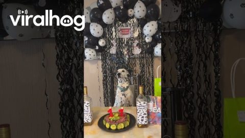 Birthday Boy of the Year || ViralHog