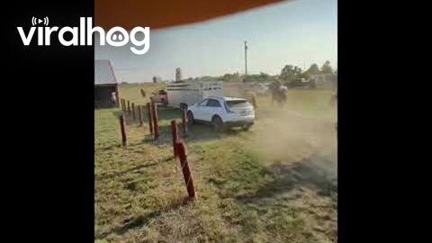 Bucking Horse Gets Free || ViralHog