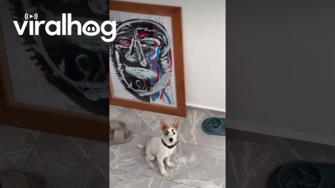 Dog With Angry Eyebrows || ViralHog