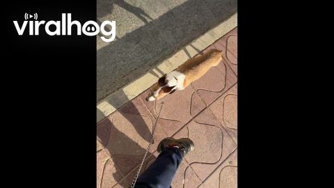 Dog's Shadow Looks Like a Donkey || ViralHog