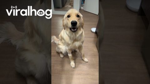 Golden Retriever Doesn't Like Taking Pills || ViralHog