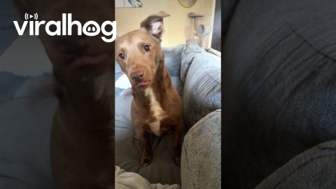 Telling My Dog a Joke and Laughing Obnoxiously || ViralHog