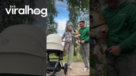 Spitting Shiba Ruins Cute Video || ViralHog