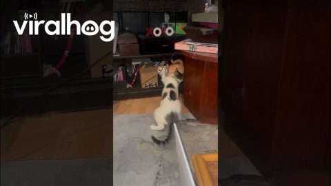 Cat Does Not Like the Statue || ViralHog
