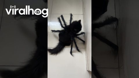 Cat-rantula Halloween Costume || ViralHog