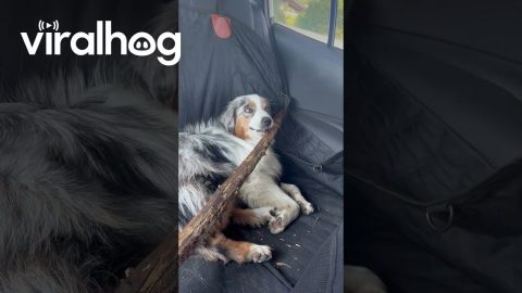 Aussie Brings Prized Stick Home From Hike || ViralHog
