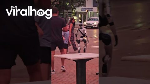 Live Robot in Sarasota Florida || ViralHog