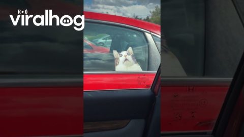 Dog Barks at Cat Sticker || ViralHog