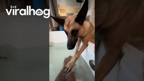 Malinois Joins Mom's Bath || ViralHog