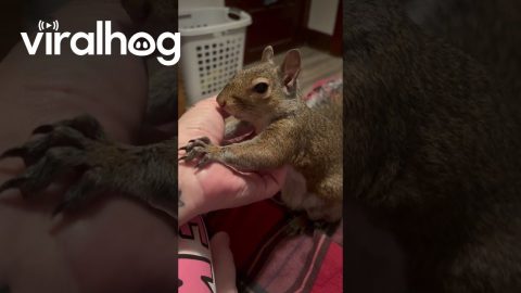 Pet Squirrel Comes To Owner For Comfort || ViralHog