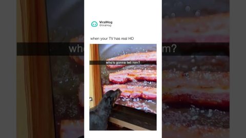 Rottweiler Tries To Lick Bacon On Screen || ViralHog Shorts