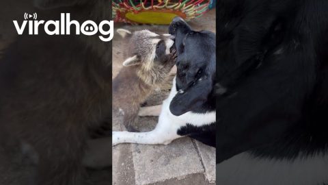 Curious Raccoon Kit Adores Pup || ViralHog