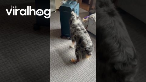 Dog Confused When Dad's Luggage Arrives Early || ViralHog