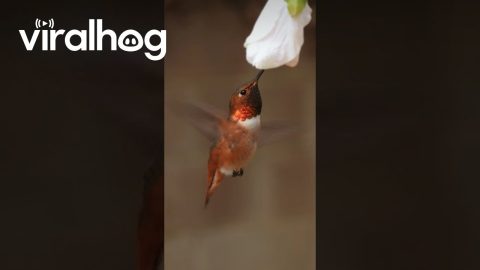 Allen's Hummingbird's Wings Buzz While Drinking From Flower || ViralHog