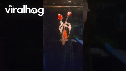Angelfish in a Harness || ViralHog