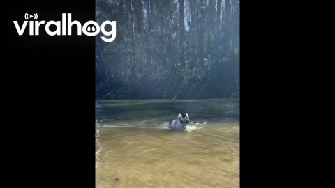Dog Helps Himself Out Of Water || ViralHog