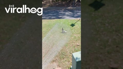 Australian Magpie Enjoying a Shower || ViralHog