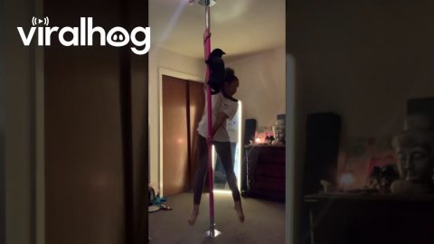 Pole Dancing Cat Steals the Show || ViralHog