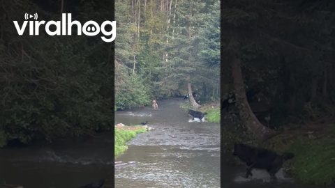 Family of Wolves Fishing Together || ViralHog