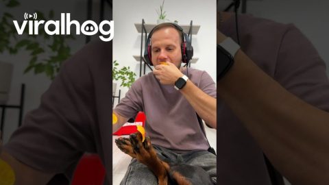 Man Uses Dog's Toes To Hold Chips || ViralHog