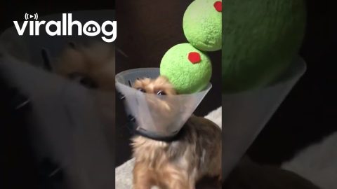 Milo Dressed as a Martini || ViralHog