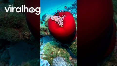 Sleeping Sea Anemone || ViralHog
