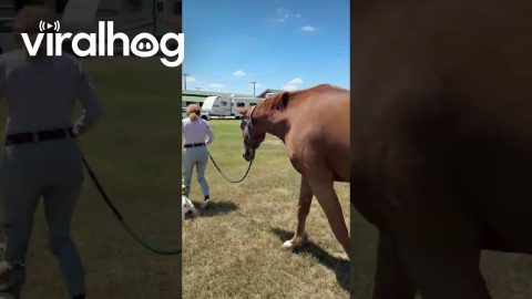 Jack Russel Won't Let Go of Horse's Lead || ViralHog
