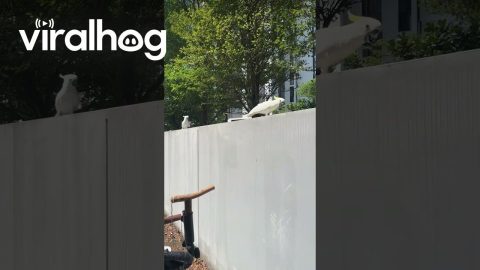 Parrot Suddenly Jumps Away From Bowl || ViralHog
