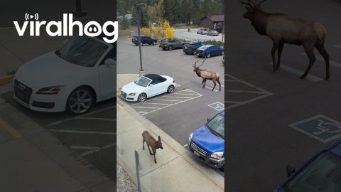 Estes Park Elk Rams Parked Car || ViralHog