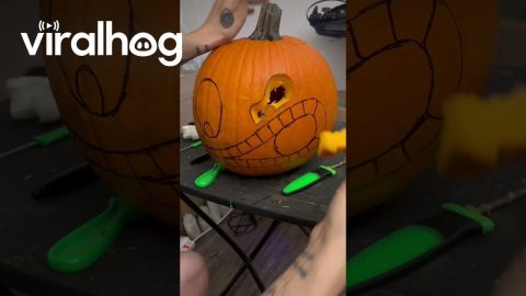 Carving a Pumpkin Eating a Pumpkin || ViralHog