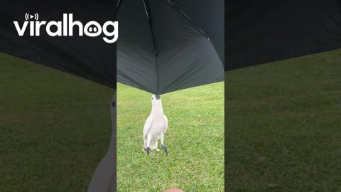 Cockatoo Playfully Hangs From Umbrella || ViralHog