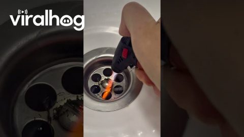 Creative Way To Remove Sink Hair || ViralHog