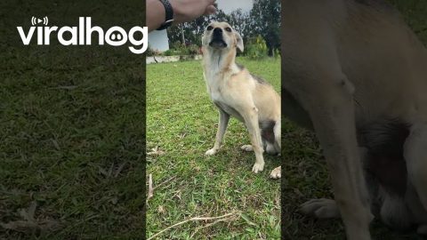 Cautious Pup Still Craves Love || ViralHog