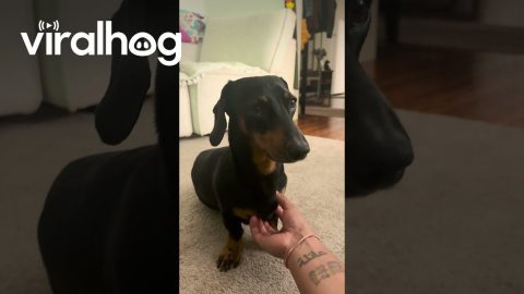 Dachshund Has the Most Gentle Please Continue Button || ViralHog