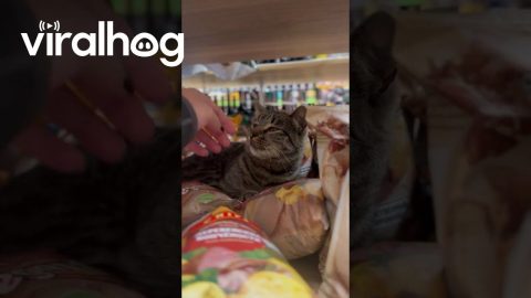 Friendly Cat Relaxes Among Chip Bags || ViralHog