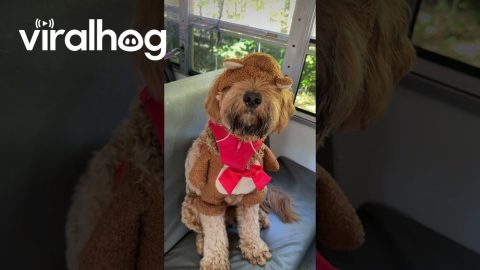Dog Bus Halloween Party || ViralHog