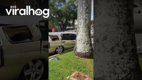 Big Palm Tree Fell on Empty Car || ViralHog