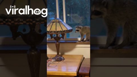 Raccoons Sitting on the Windowsill Waiting for Mom || ViralHog