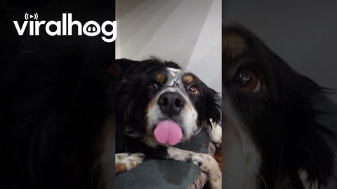 Lazy Dog's Blep Mode Engaged || ViralHog